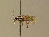  (Rhogogaster picta - BC ZSM HYM 01552)  @13 [ ] CreativeCommons - Attribution Non-Commercial Share-Alike (2010) Unspecified SNSB, Zoologische Staatssammlung Muenchen