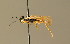  (Taxonus alboscutellatus - BC ZSM HYM 01573)  @13 [ ] CreativeCommons - Attribution Non-Commercial Share-Alike (2010) Unspecified SNSB, Zoologische Staatssammlung Muenchen