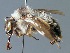  ( - BC ZSM HYM 02953)  @14 [ ] CreativeCommons - Attribution Non-Commercial Share-Alike (2010) Unspecified SNSB, Zoologische Staatssammlung Muenchen