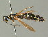  ( - BC ZSM HYM 03006)  @11 [ ] CreativeCommons - Attribution Non-Commercial Share-Alike (2010) Unspecified SNSB, Zoologische Staatssammlung Muenchen