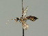  ( - BC ZSM HYM 03013)  @11 [ ] CreativeCommons - Attribution Non-Commercial Share-Alike (2010) Unspecified SNSB, Zoologische Staatssammlung Muenchen
