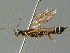  ( - BC ZSM HYM 03037)  @11 [ ] CreativeCommons - Attribution Non-Commercial Share-Alike (2010) Unspecified SNSB, Zoologische Staatssammlung Muenchen