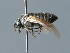  ( - BC ZSM HYM 03157)  @11 [ ] CreativeCommons - Attribution Non-Commercial Share-Alike (2010) Unspecified SNSB, Zoologische Staatssammlung Muenchen
