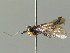  ( - BC ZSM HYM 03202)  @11 [ ] CreativeCommons - Attribution Non-Commercial Share-Alike (2010) Unspecified SNSB, Zoologische Staatssammlung Muenchen