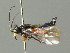  ( - BC ZSM HYM 03203)  @11 [ ] CreativeCommons - Attribution Non-Commercial Share-Alike (2010) Unspecified SNSB, Zoologische Staatssammlung Muenchen