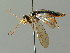  ( - BC ZSM HYM 03207)  @12 [ ] CreativeCommons - Attribution Non-Commercial Share-Alike (2010) Unspecified SNSB, Zoologische Staatssammlung Muenchen
