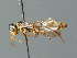  ( - BC ZSM HYM 03208)  @12 [ ] CreativeCommons - Attribution Non-Commercial Share-Alike (2010) Unspecified SNSB, Zoologische Staatssammlung Muenchen