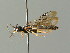  ( - BC ZSM HYM 03220)  @14 [ ] CreativeCommons - Attribution Non-Commercial Share-Alike (2010) Unspecified SNSB, Zoologische Staatssammlung Muenchen