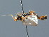  ( - BC ZSM HYM 03222)  @13 [ ] CreativeCommons - Attribution Non-Commercial Share-Alike (2010) Unspecified SNSB, Zoologische Staatssammlung Muenchen