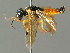  (Pamphilius norimbergensis - BC ZSM HYM 03239)  @12 [ ] CreativeCommons - Attribution Non-Commercial Share-Alike (2010) Unspecified SNSB, Zoologische Staatssammlung Muenchen