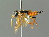  ( - BC ZSM HYM 03240)  @13 [ ] CreativeCommons - Attribution Non-Commercial Share-Alike (2010) Unspecified SNSB, Zoologische Staatssammlung Muenchen