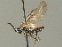  (Empria alpina - BC ZSM HYM 03256)  @12 [ ] CreativeCommons - Attribution Non-Commercial Share-Alike (2010) Unspecified SNSB, Zoologische Staatssammlung Muenchen