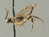  ( - BC ZSM HYM 03260)  @12 [ ] CreativeCommons - Attribution Non-Commercial Share-Alike (2010) Unspecified SNSB, Zoologische Staatssammlung Muenchen