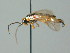  ( - BC ZSM HYM 03287)  @13 [ ] CreativeCommons - Attribution Non-Commercial Share-Alike (2010) Unspecified SNSB, Zoologische Staatssammlung Muenchen