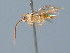  ( - BC ZSM HYM 03288)  @11 [ ] CreativeCommons - Attribution Non-Commercial Share-Alike (2010) Unspecified SNSB, Zoologische Staatssammlung Muenchen