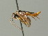  ( - BC ZSM HYM 03319)  @12 [ ] CreativeCommons - Attribution Non-Commercial Share-Alike (2010) Unspecified SNSB, Zoologische Staatssammlung Muenchen
