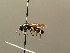  ( - BC ZSM HYM 03395)  @12 [ ] CreativeCommons - Attribution Non-Commercial Share-Alike (2010) Stefan Schmidt SNSB, Zoologische Staatssammlung Muenchen