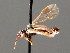  ( - BC ZSM HYM 04103)  @12 [ ] CreativeCommons - Attribution Non-Commercial Share-Alike (2010) Stefan Schmidt SNSB, Zoologische Staatssammlung Muenchen