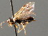  ( - BC ZSM HYM 04104)  @12 [ ] CreativeCommons - Attribution Non-Commercial Share-Alike (2010) Stefan Schmidt SNSB, Zoologische Staatssammlung Muenchen