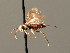  ( - BC ZSM HYM 04131)  @11 [ ] CreativeCommons - Attribution Non-Commercial Share-Alike (2010) Stefan Schmidt SNSB, Zoologische Staatssammlung Muenchen