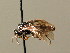  ( - BC ZSM HYM 04144)  @12 [ ] CreativeCommons - Attribution Non-Commercial Share-Alike (2010) Stefan Schmidt SNSB, Zoologische Staatssammlung Muenchen