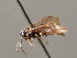  ( - BC ZSM HYM 04169)  @13 [ ] CreativeCommons - Attribution Non-Commercial Share-Alike (2010) Stefan Schmidt SNSB, Zoologische Staatssammlung Muenchen