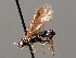  ( - BC ZSM HYM 04177)  @12 [ ] CreativeCommons - Attribution Non-Commercial Share-Alike (2010) Stefan Schmidt SNSB, Zoologische Staatssammlung Muenchen