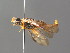  ( - BC ZSM HYM 04185)  @11 [ ] CreativeCommons - Attribution Non-Commercial Share-Alike (2010) Stefan Schmidt SNSB, Zoologische Staatssammlung Muenchen