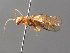 ( - BC ZSM HYM 04189)  @11 [ ] CreativeCommons - Attribution Non-Commercial Share-Alike (2010) Stefan Schmidt SNSB, Zoologische Staatssammlung Muenchen