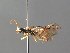  ( - BC ZSM HYM 04191)  @11 [ ] CreativeCommons - Attribution Non-Commercial Share-Alike (2010) Stefan Schmidt SNSB, Zoologische Staatssammlung Muenchen