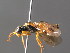  ( - BC ZSM HYM 04195)  @11 [ ] CreativeCommons - Attribution Non-Commercial Share-Alike (2010) Stefan Schmidt SNSB, Zoologische Staatssammlung Muenchen