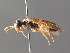  ( - BC ZSM HYM 04196)  @11 [ ] CreativeCommons - Attribution Non-Commercial Share-Alike (2010) Stefan Schmidt SNSB, Zoologische Staatssammlung Muenchen