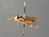  ( - BC ZSM HYM 04206)  @11 [ ] CreativeCommons - Attribution Non-Commercial Share-Alike (2010) Stefan Schmidt SNSB, Zoologische Staatssammlung Muenchen