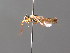  ( - BC ZSM HYM 04211)  @11 [ ] CreativeCommons - Attribution Non-Commercial Share-Alike (2010) Stefan Schmidt SNSB, Zoologische Staatssammlung Muenchen