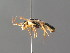  ( - BC ZSM HYM 04212)  @11 [ ] CreativeCommons - Attribution Non-Commercial Share-Alike (2010) Stefan Schmidt SNSB, Zoologische Staatssammlung Muenchen