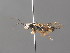  (Pamphilius nemorum - BC ZSM HYM 04214)  @11 [ ] CreativeCommons - Attribution Non-Commercial Share-Alike (2010) Stefan Schmidt SNSB, Zoologische Staatssammlung Muenchen