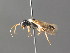 ( - BC ZSM HYM 04215)  @12 [ ] CreativeCommons - Attribution Non-Commercial Share-Alike (2010) Stefan Schmidt SNSB, Zoologische Staatssammlung Muenchen
