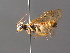  ( - BC ZSM HYM 04219)  @11 [ ] CreativeCommons - Attribution Non-Commercial Share-Alike (2010) Stefan Schmidt SNSB, Zoologische Staatssammlung Muenchen