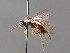  ( - BC ZSM HYM 04245)  @11 [ ] CreativeCommons - Attribution Non-Commercial Share-Alike (2010) Stefan Schmidt SNSB, Zoologische Staatssammlung Muenchen