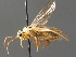  ( - BC ZSM HYM 04258)  @11 [ ] CreativeCommons - Attribution Non-Commercial Share-Alike (2010) Stefan Schmidt SNSB, Zoologische Staatssammlung Muenchen