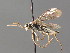  ( - BC ZSM HYM 04260)  @11 [ ] CreativeCommons - Attribution Non-Commercial Share-Alike (2010) Stefan Schmidt SNSB, Zoologische Staatssammlung Muenchen