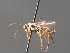  ( - BC ZSM HYM 04261)  @11 [ ] CreativeCommons - Attribution Non-Commercial Share-Alike (2010) Stefan Schmidt SNSB, Zoologische Staatssammlung Muenchen
