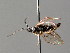  ( - BC ZSM HYM 04477)  @13 [ ] CreativeCommons - Attribution Non-Commercial Share-Alike (2010) Stefan Schmidt SNSB, Zoologische Staatssammlung Muenchen