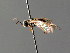  ( - BC ZSM HYM 04572)  @13 [ ] CreativeCommons - Attribution Non-Commercial Share-Alike (2010) Stefan Schmidt SNSB, Zoologische Staatssammlung Muenchen