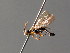  ( - BC ZSM HYM 04573)  @12 [ ] CreativeCommons - Attribution Non-Commercial Share-Alike (2010) Stefan Schmidt SNSB, Zoologische Staatssammlung Muenchen