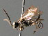  ( - BC ZSM HYM 04601)  @12 [ ] CreativeCommons - Attribution Non-Commercial Share-Alike (2010) Stefan Schmidt SNSB, Zoologische Staatssammlung Muenchen