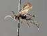  ( - BC ZSM HYM 04612)  @12 [ ] CreativeCommons - Attribution Non-Commercial Share-Alike (2010) Stefan Schmidt SNSB, Zoologische Staatssammlung Muenchen