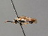  (Empria granatensis - BC ZSM HYM 04619)  @11 [ ] CreativeCommons - Attribution Non-Commercial Share-Alike (2010) Stefan Schmidt SNSB, Zoologische Staatssammlung Muenchen