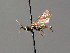  ( - BC ZSM HYM 04620)  @12 [ ] CreativeCommons - Attribution Non-Commercial Share-Alike (2010) Stefan Schmidt SNSB, Zoologische Staatssammlung Muenchen