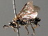  (Empria klugii - BC ZSM HYM 04626)  @11 [ ] CreativeCommons - Attribution Non-Commercial Share-Alike (2010) Stefan Schmidt SNSB, Zoologische Staatssammlung Muenchen